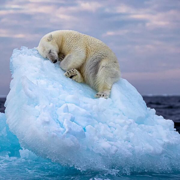 Iceburg